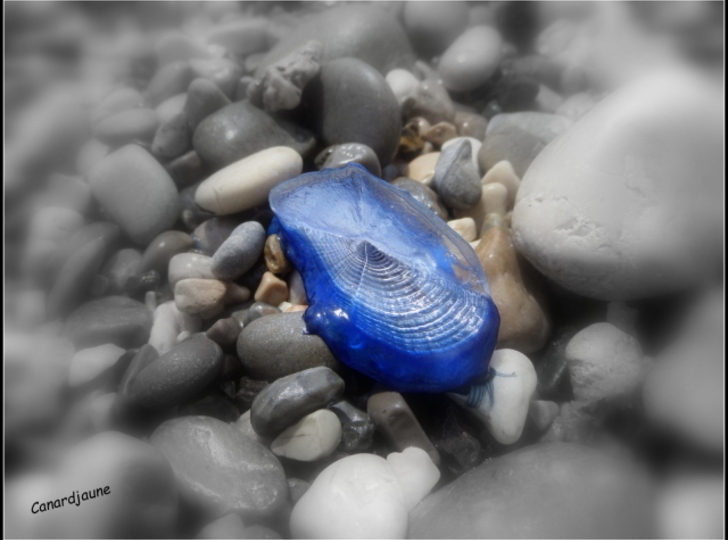 Velella, Vélelles, Barquettes de St Jean 