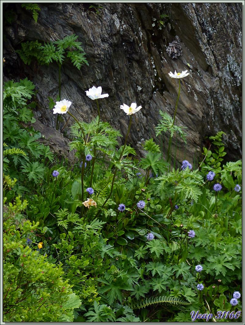 Pulsatille mille-feuilles (Pulsatilla alpina subsp. millefoliata) - Varrados - Val d'Aran - Espagne