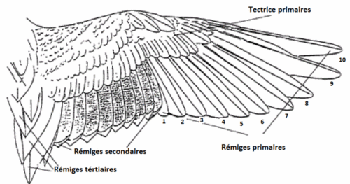 anatomie interne de l'œuf et de l'oiseau