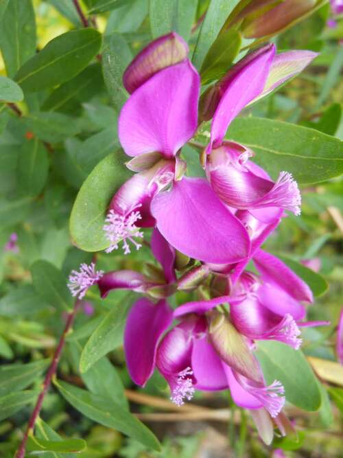 Floraisons violettes du mois de mars