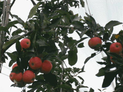 Blog de chipiron :Un chipiron dans les Landes, Ramassage de pommes...