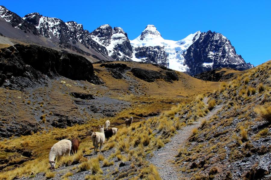 Alpaca MTB Challenge