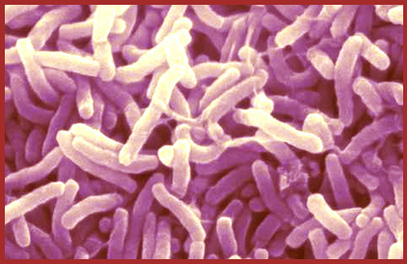 Les Microbes.