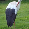 Cigogne (Storch)