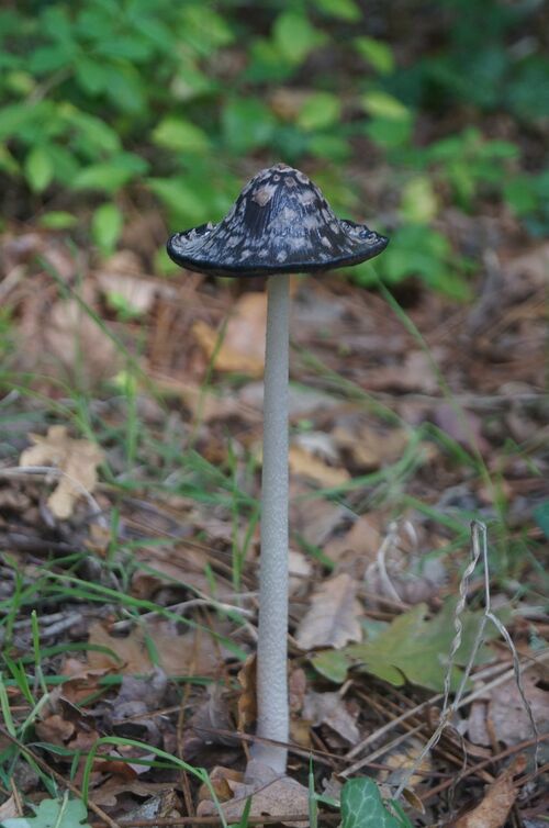 Champignons en randonnée