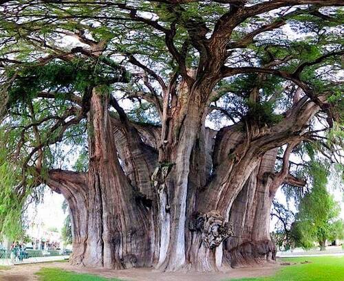 Arbres du monde