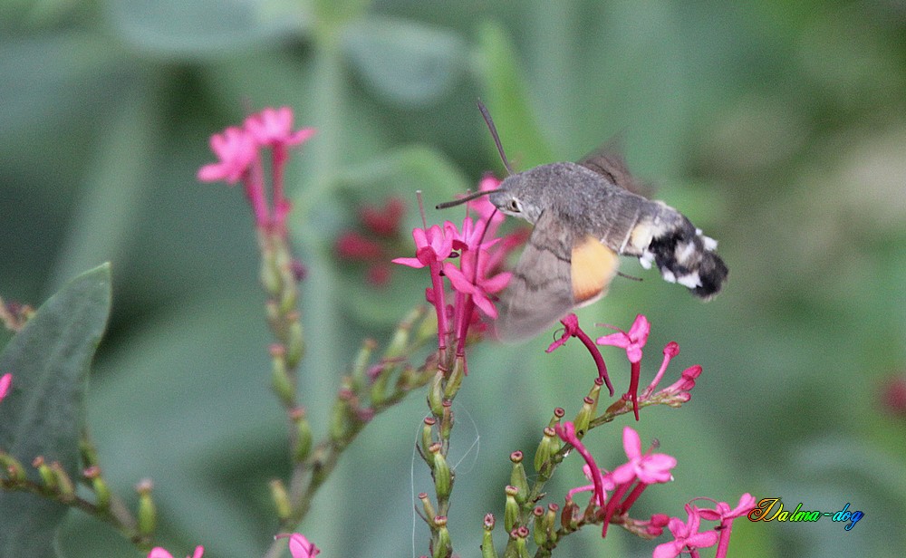 papillon sphinx colibri 