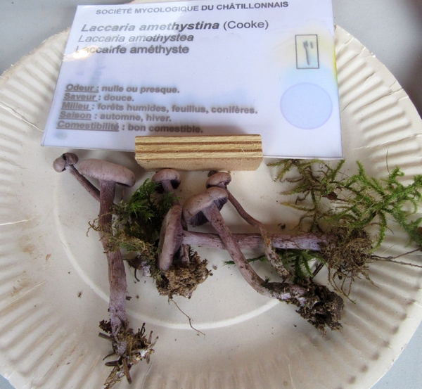 Voici la plupart des espèces de champignons, récoltées lors du séjour de la Société Mycologique du Châtillonnais dans le Morvan