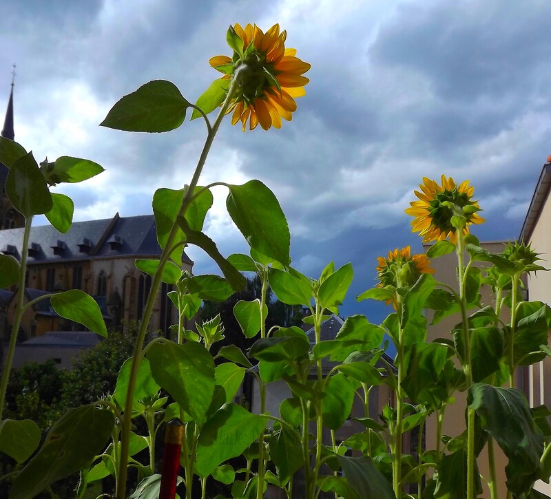 Des soleils en jardinières.