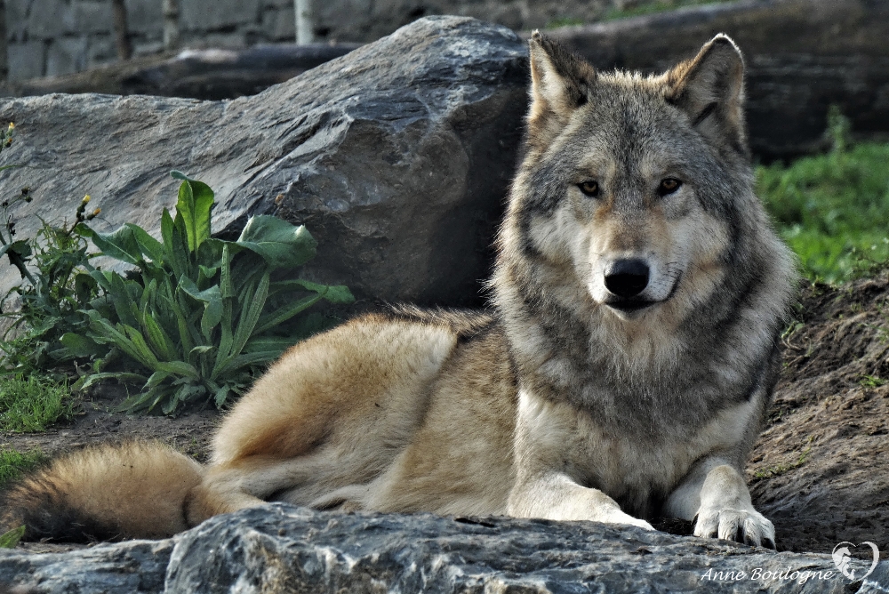 Loups du Canada