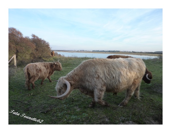 Les vaches des Highlands