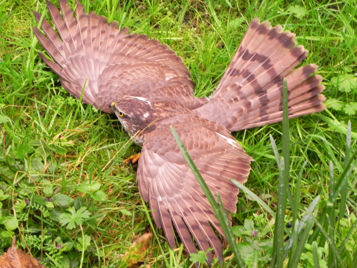 une Buse dans mon jardin