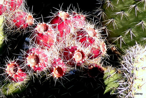 Figues de  Barbarie