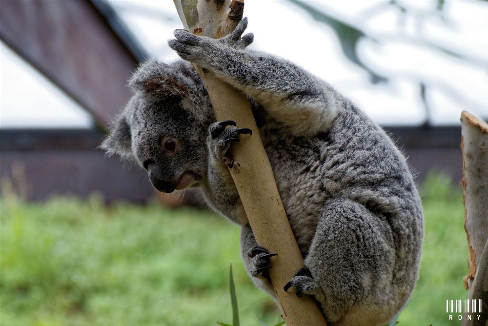 Koala Part.1