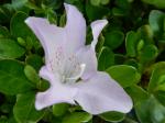 Identification par les fleurs !