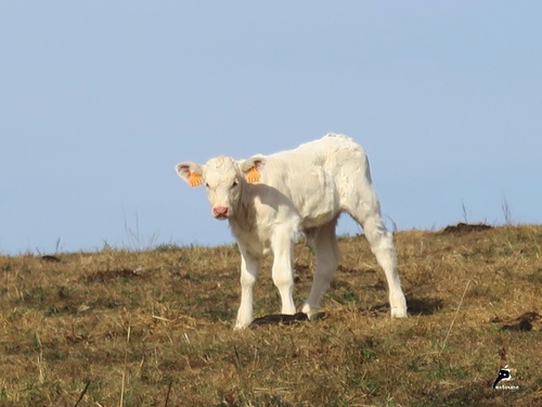 Petite rencontre au cours de la balade d'hier