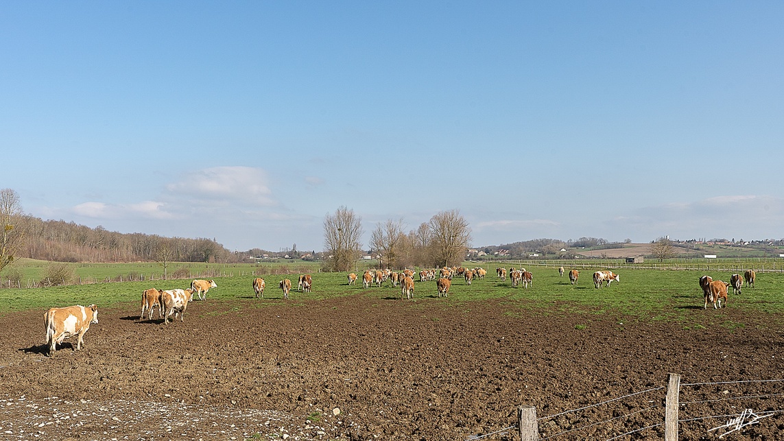 Desnes : Ah les vaches ...  