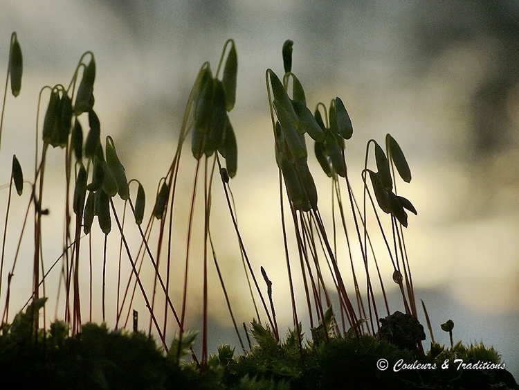 Crépuscule chez les sporophytes 