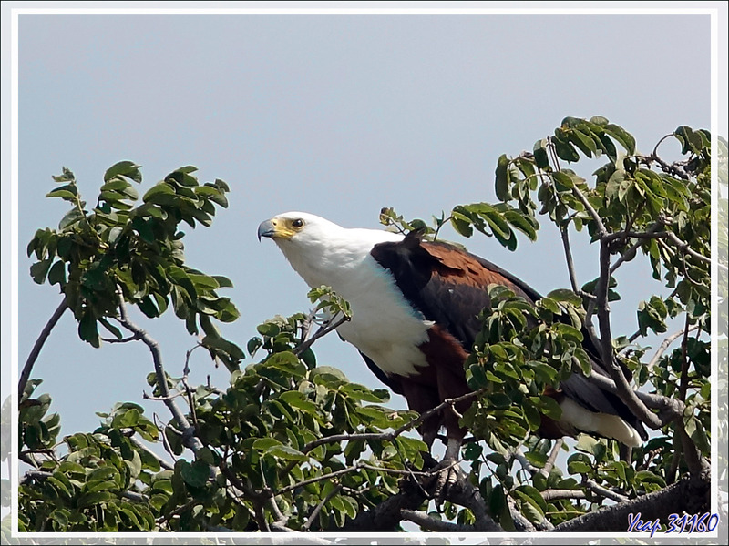 Pygargue vocifère ou Aigle pêcheur, African Fish Eagle (Haliaeetus vocifer) - Safari terrestre - Parc National de Chobe - Botswana