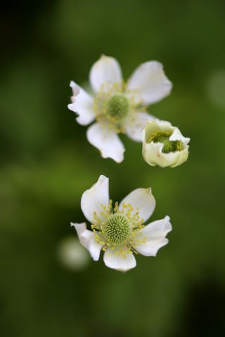 Des compagnes pour mes roses : Anemone cylindrica