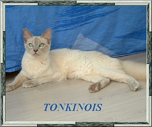 chats-Tonkinois-poil-court-et-poil-long-41c138d6-bd4d-58e4-