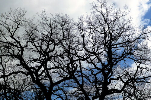 Les branches des chênes encore nues 
