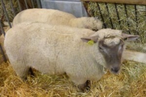 salon-de-l-agriculture-2014---moutons.jpg