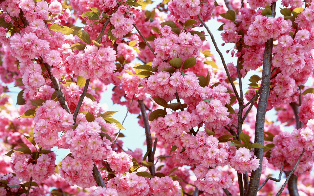 Virágfotók nagy méretben - tavaszi hátterek