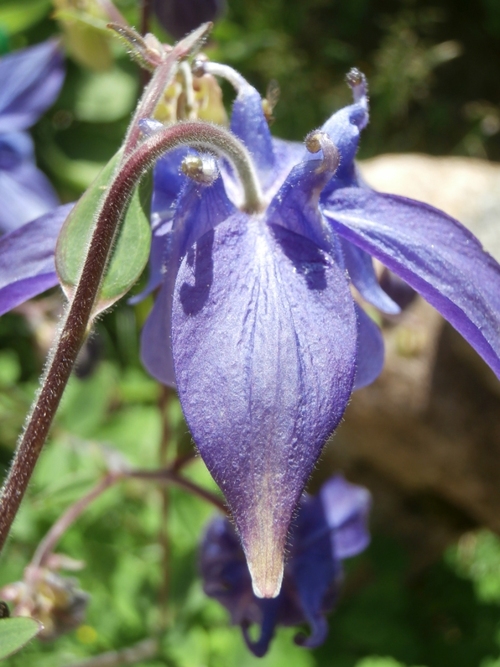 gros plan sur le revers d’une fleur d’ancolie et sa tige hirsute