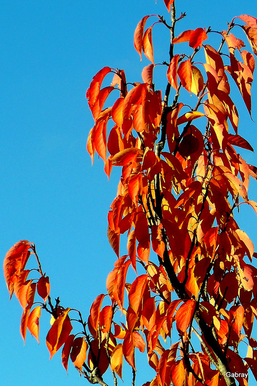 Arbres et feuilles en automne : promenade dans la nature