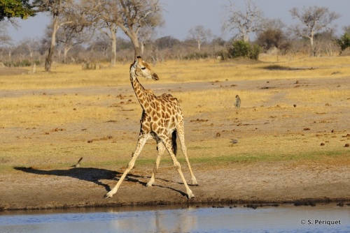 Zebras, giraffe & wildebeests at Ngweshla