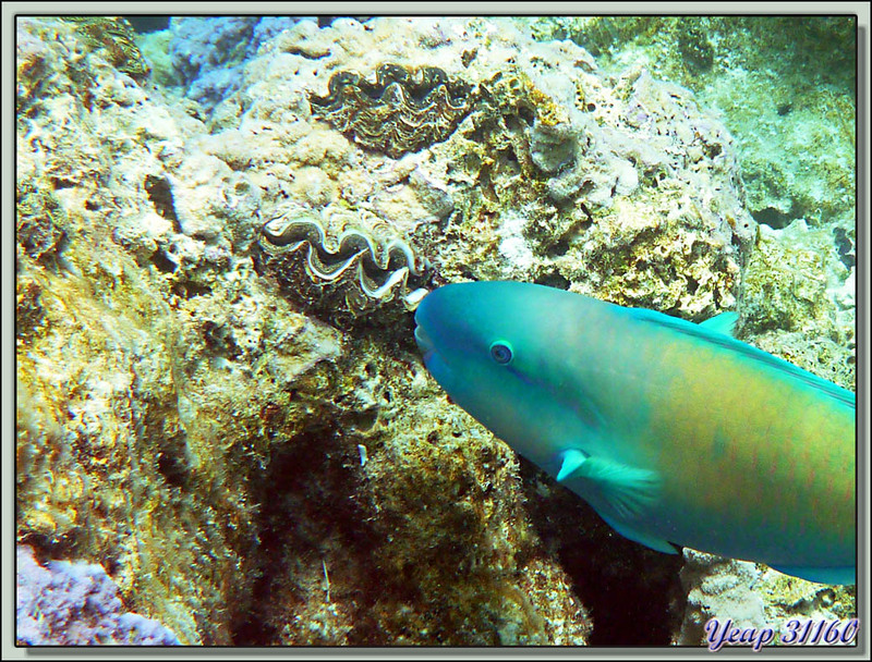 Snorkeling dans le lagon : Poisson-perroquet - Bora Bora - Polynésie française