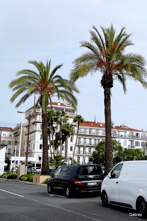 Cannes : des palmiers 