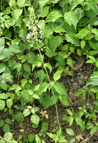 Ornithogalum pyrenaicum - Loncomelos pyrenaicus  -  ornithogale des Pyrénées