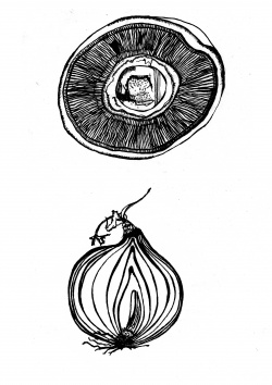 dessins oignons et champignons