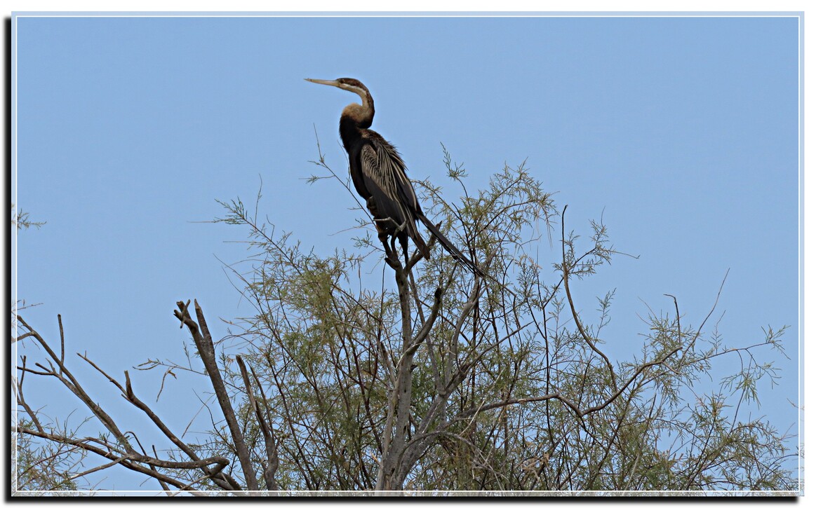 OISEAUX DE RENCONTRE  DJOUDJ 2019