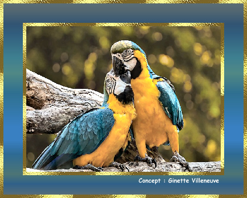 Photos de perroquets tellement colorÃ©sâ¦