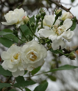 Quelques roses de la mi-novembre