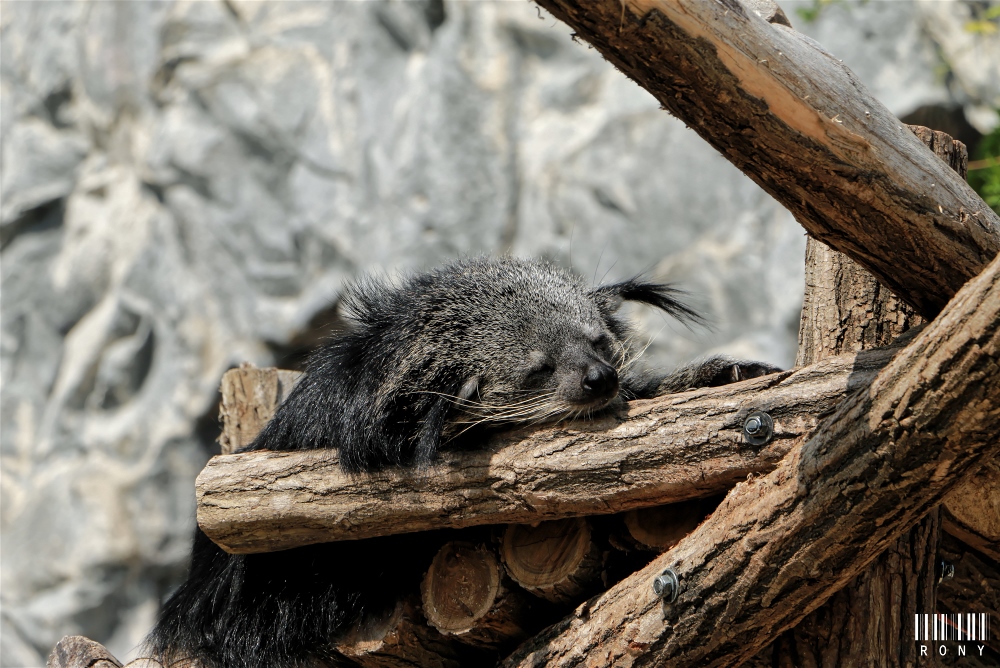 Trop craquant notre Binturong