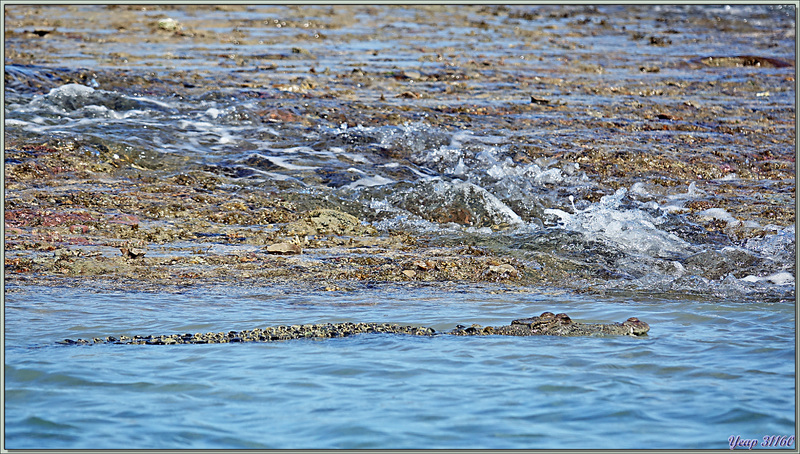 18/09/2022 : les cascades du Montgomery Reef et le Crocodile marin, Salt-water Crocodile (Crocodylus porosus) - Collier Bay - Kimberley - Australie