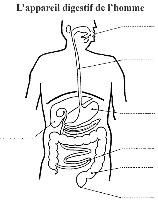 Vierge Schéma Appareil Digestif à Compléter Schéma vierge digestion cm1