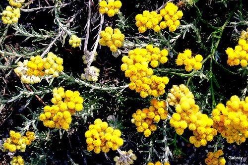 La fête de la nature au Barcarès 