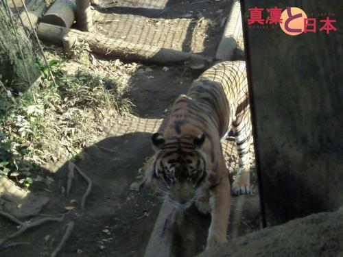Tigre (: