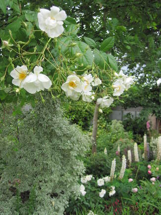 La pleine floraison du rosier-liane ' Bobby James '