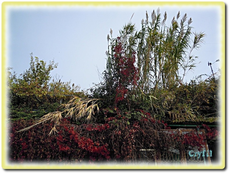 Au jardin en automne