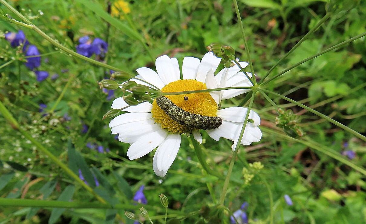 rencontres avec des insectes 