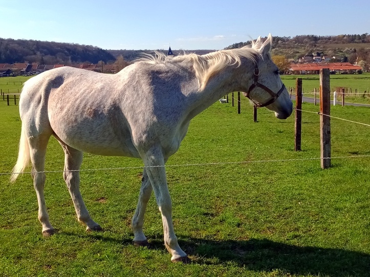 Chevaux