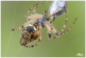 Les araignées : ARANEIDAE