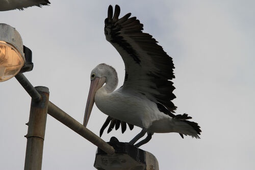 Pélican à Lunettes (Australian Pelican) VIC Australie