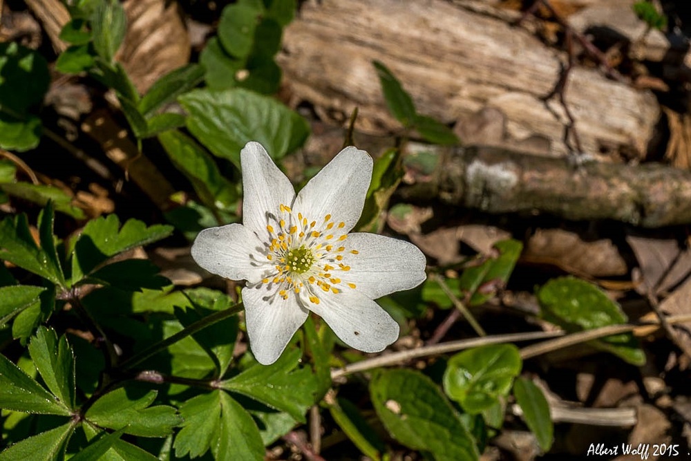 Petites fleurs